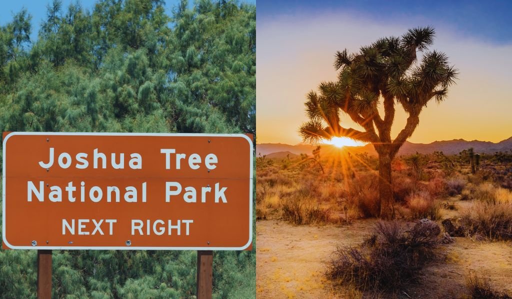 Explore the Legendary Joshua Tree National Park
